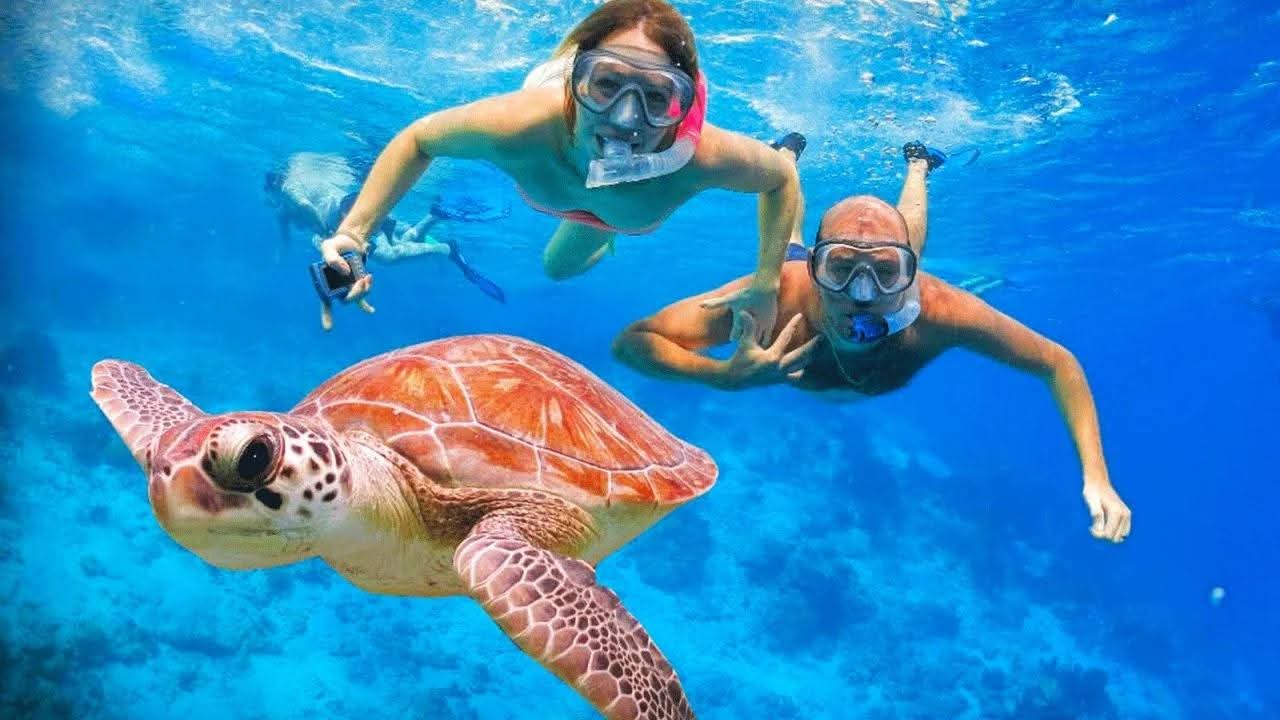 Tropical Fish