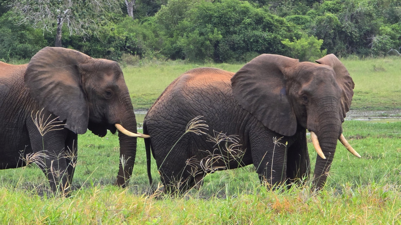 Arabuko Sokoke Elephants