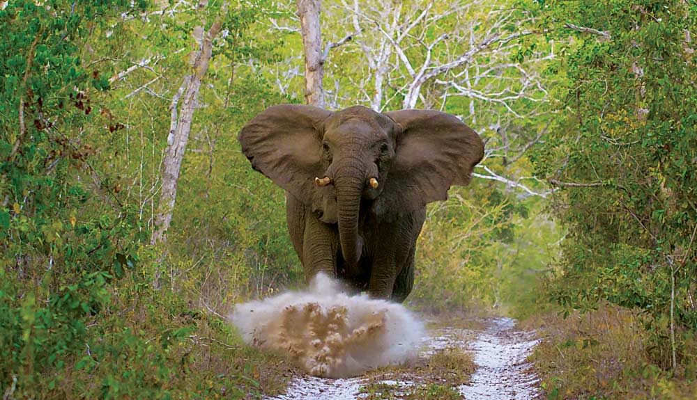 Forest Elephants