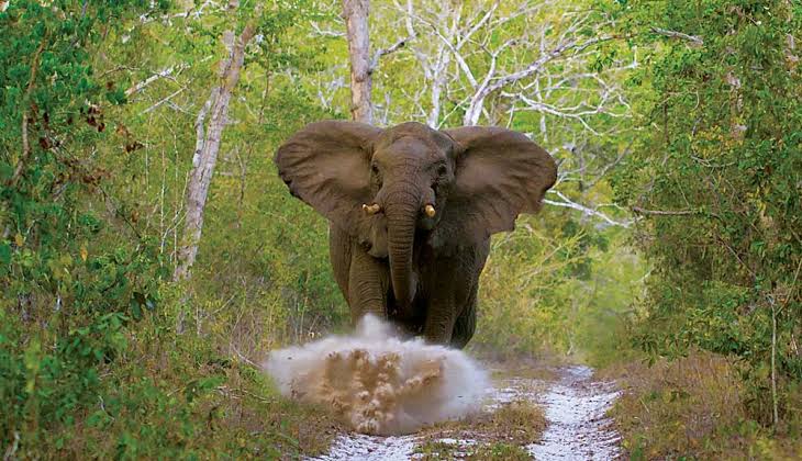 Arabuko Sokoke Elephants