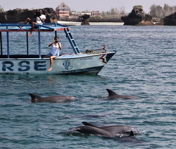 Dolphin Watching