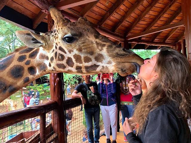 Rothschild Giraffe