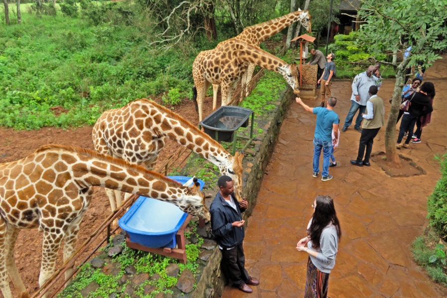 Giraffe Centre