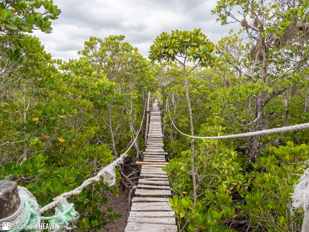 Mangrove Forest