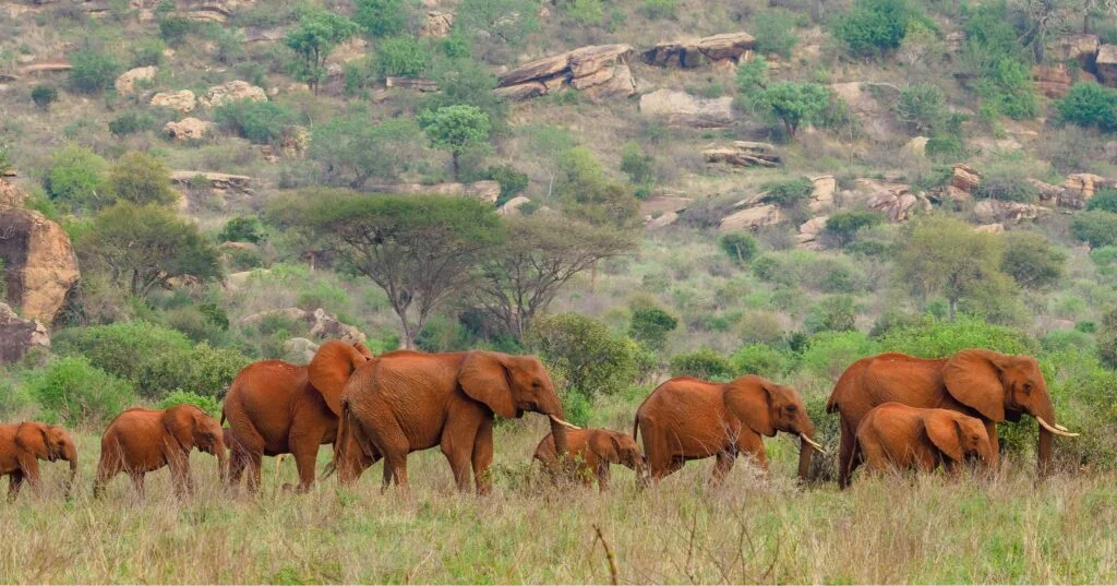 Tsavo Red Elephants
